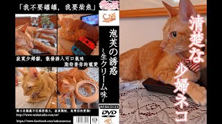 [剪輯] 台V櫻野露精華 橘貓泡芙的誘惑