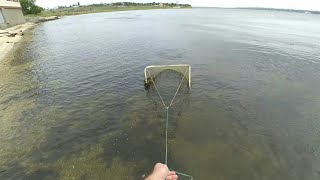 Ловля гуппи в природе