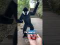 Black Monkey Reunites With His Old Friend PT 2