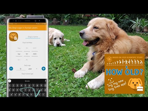 Dog's age in human years Video