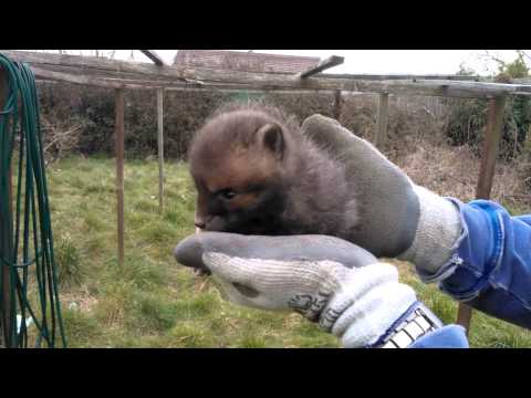 Very cute baby fox