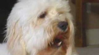 Thanksgiving Pet Safety