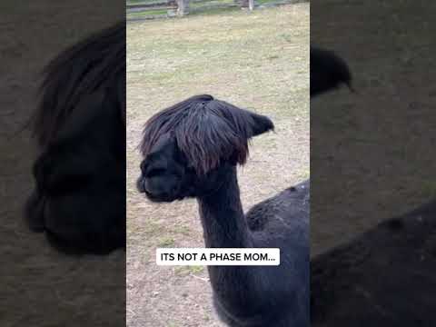 It’s not a phase mom, it’s a lifestyle. #emo #itsnotaphasemom #emotiktok via dlmtmusic tiktok