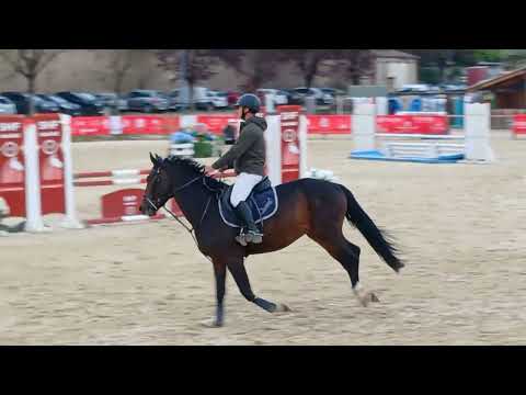 4 ans hongre Royal Feu X Elan de la Cour