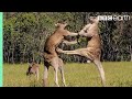 Greatest Fights In The Animal Kingdom Part 1 BBC Earth