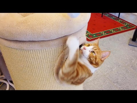 Ifs djurförsäkringar räddar liv