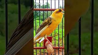Download lagu Canary Song Bird Song 41 6 mp3 Download lagu Canary Song Bird Song 41 6 mp3
