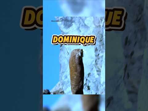 DOMINIQUE LE MORSE 💀