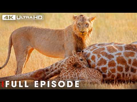 Nature's Most Extraordinary Moments