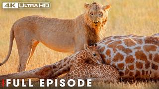 Nature's Most Extraordinary Moments | FULL EPISODE | Wildlife Documentary