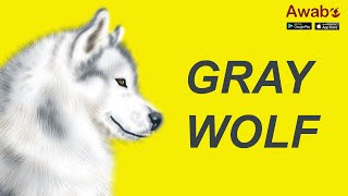 Why is the Grey Wolf Endangered?
