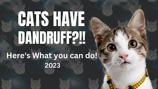 How to get rid of your cats dandruff