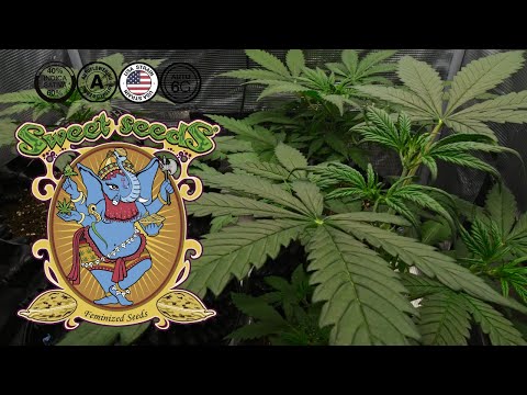 Jet Fuel Mandarine XL Auto | Week 4 | Sweet Seeds (Autoflower)