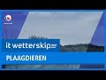 IT WETTERSKIP: Muskusratten en andere plaagdieren