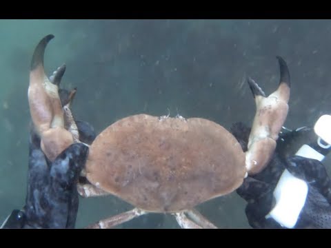 download lagu mp3 mp4 Edible Crab, download lagu Edible Crab gratis, unduh video klip Edible Crab