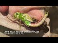 EE VIRTUALLY AT ALNC: LET'S TALK ABOUT DRAGONFLIES