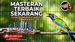 Download lagu 🔴 Live Cucak Cungkok Gacor Isian Mewah Roll Speed Tembakan Tajam Kekinian Masteran Murai Batu mp3