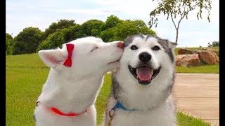 Funny And Cute Husky Puppies Compilation #18