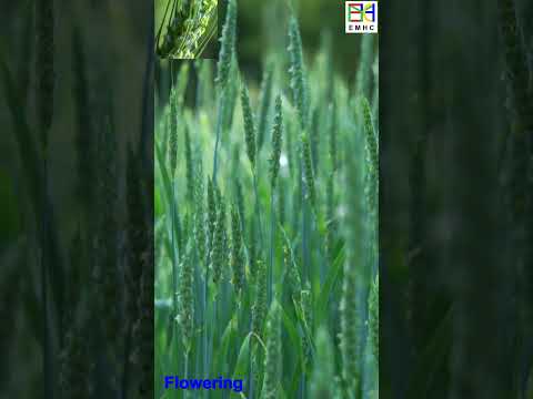 Wheat Life 101, How to Grow What Make Amazing Life Cycle, 1 minute Nature Crop Plant