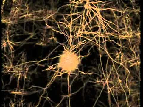 Principia Audiomatica - Central Nervous System