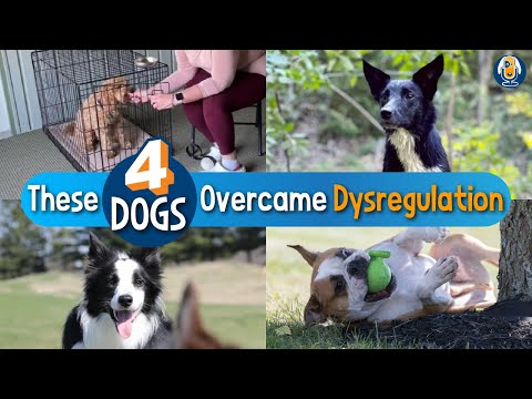 Help Humping, Barking, Destructive, Reactive Dogs Overcome Dysregulation: 4 Case Studies #220