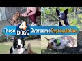 Help Humping Barking Destructive Reactive Dogs Overcome Dysregulation 4 Case Studies 220