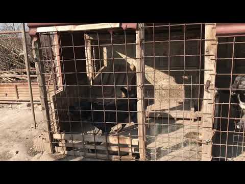 Sarplaninac najbolji cuvar