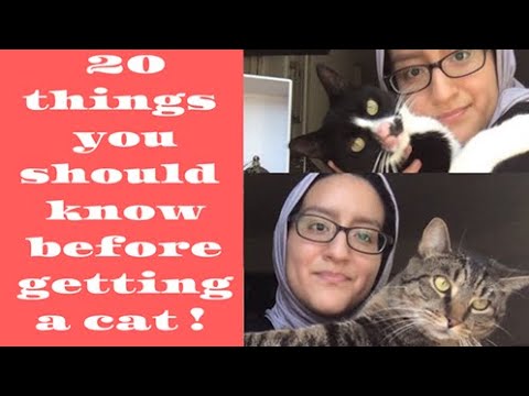 20 Things You Should Know Before Getting A Cat!