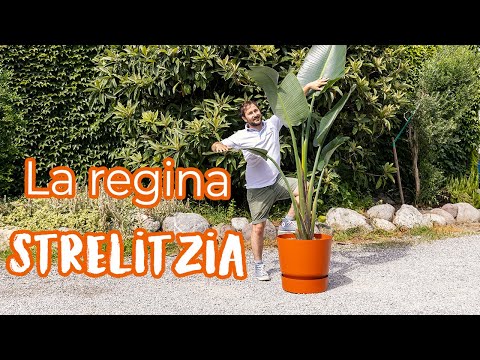 , title : 'Strelitzia nicolai, la regina delle piante d'appartamento!'