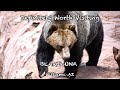 BEARIZONA WILDLIFE PARK Williams Arizona Black Bears Grizzly Bears Wolves And More