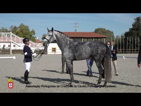 201017 4 Iranico - Aprovação de Garanhões