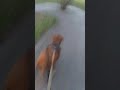 Ruby Sue the redbone hound visits Bushwood Country Club