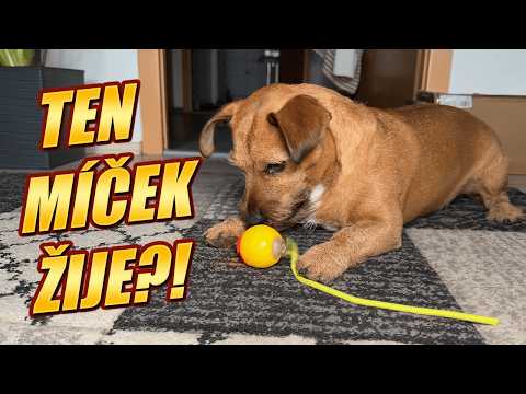 Max vs. míček s ocáskem