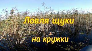 Ловля щуки в сентябре на кружки