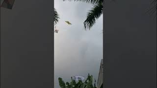 Download lagu Fighting over kites... 561 #shorts mp3 Download lagu Fighting over kites... 561 #shorts mp3
