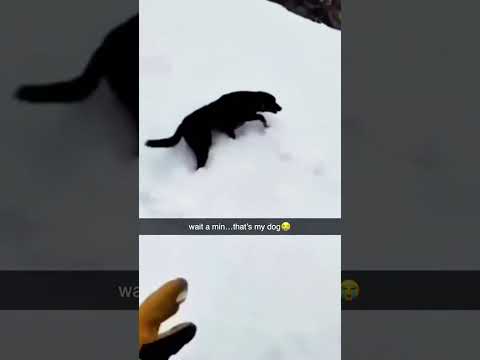 Funny and cute dogs compilation#funnydogs#cute#doglover#doglife#cure#dogshorts#pet#doglife#dogshorts