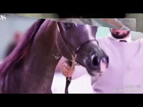 مطلق الخرصان ابن منصور الجلوية