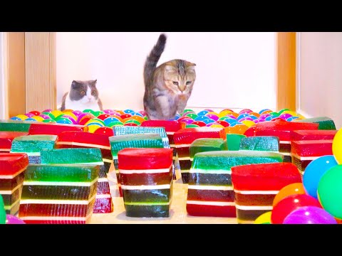 Can Cats Beat Jello Ball Pit Course?