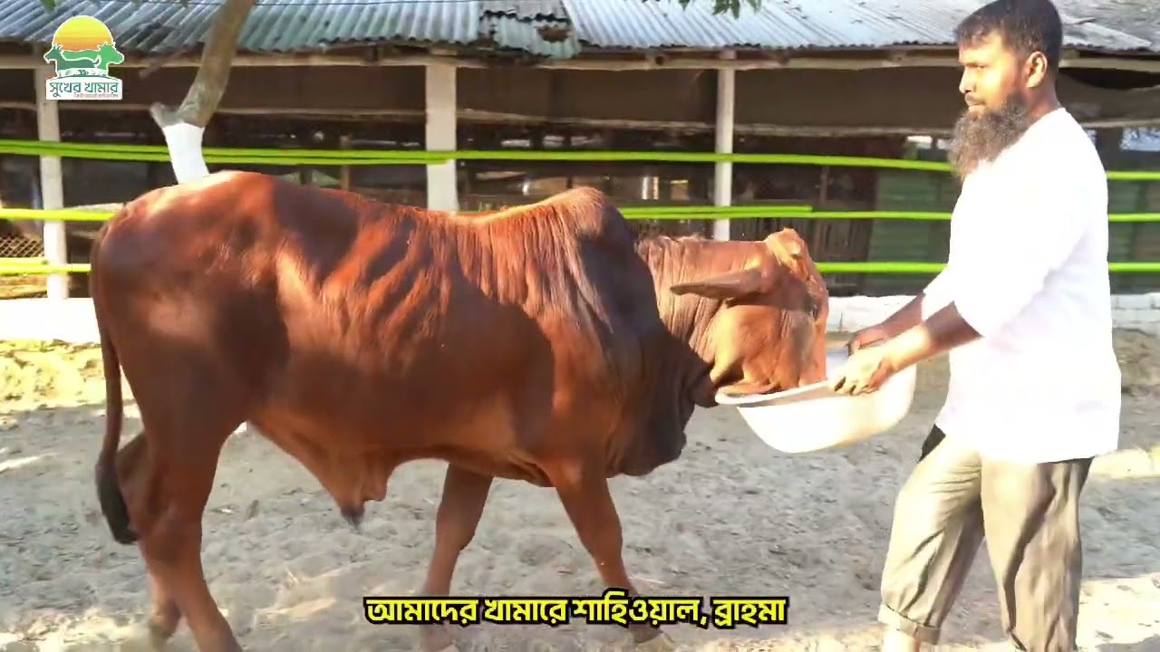 Agro Brand Storytelling Video | Client : Shukher Khamar