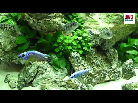 Watch Video on YouTube