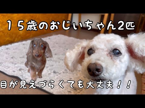 人に似た15匹の犬 -