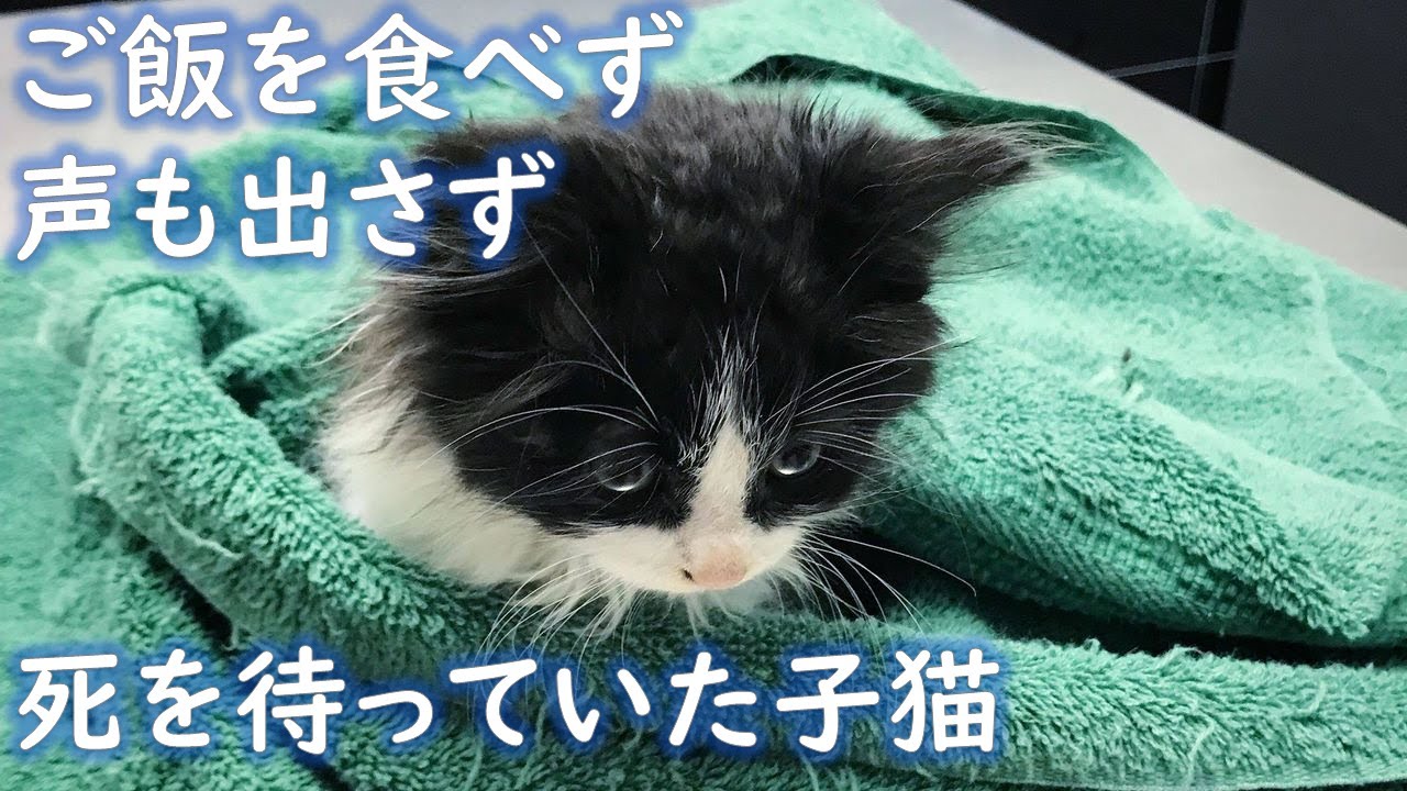 養育主のもとで初対面した保護子猫。その後、お互いの心のスキマを埋め合うかのように、いつまでも寄り添い続ける。【猫にまつわる感動話】 #猫 #保護 #家族 #感動 #cats #animals #cat