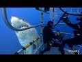 Great White Sharks | SHARK ACADEMY