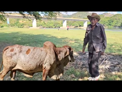 🛑El Viejon Negociando El Toro😱Mas Carro de Nuevo Eden de San Juan/El Buen Salvadoreño 