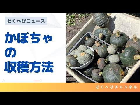 カボチャの正しい収穫方法はこれです 庭の練習