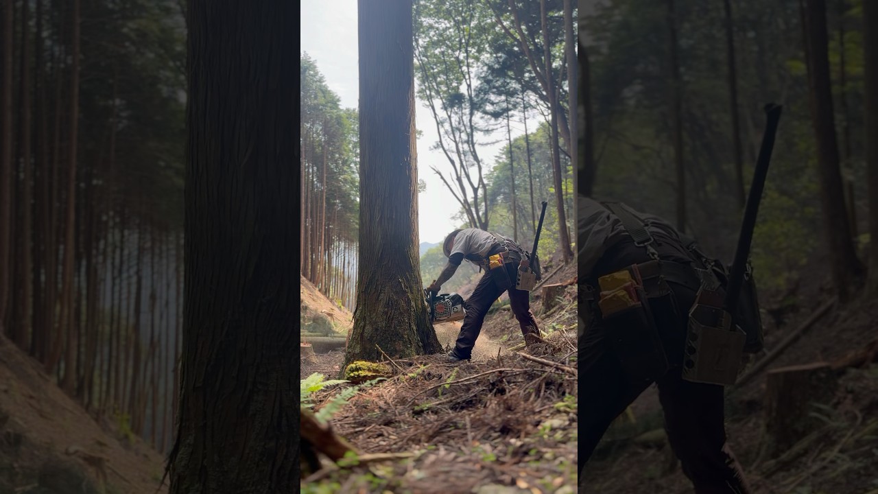 Lumberjack skunk 伐倒 #chainsaw #stihlchainsaw #logging