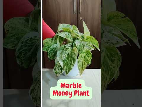 Best Money Plant Varieties