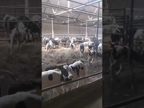 , title : 'Anak sapi mengadakan rodeo #farm #calf #rodeo'