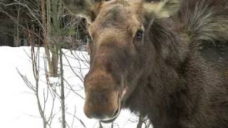 preview picture of video 'CHATTING WITH A MOOSE IN NH NEAR 1ST CONNECTICUT LAKE'