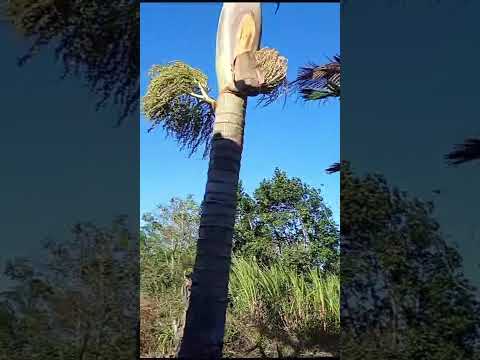 Santa Catarina!(Morro Grande )